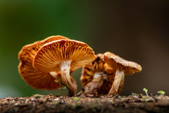 Mycotherapy and Medicinal Mushrooms  | Hifas da Terra